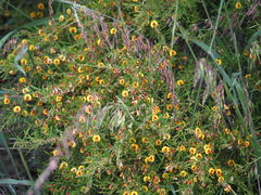 Bossiaea linophylla
