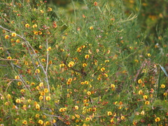 Bossiaea linophylla