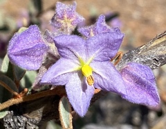 Seringia integrifolia