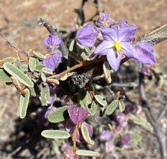 Seringia integrifolia