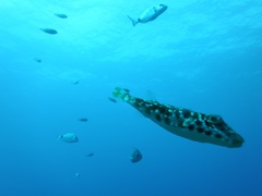 Sphoeroides marmoratus