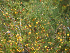 Bossiaea linophylla