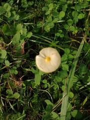 Bolbitius titubans titubans