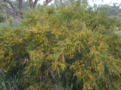 Bossiaea linophylla