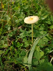 Bolbitius titubans titubans