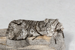 Sympistis chionanthi