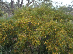 Bossiaea linophylla