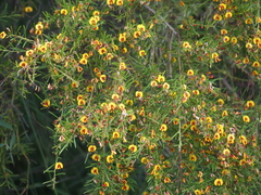Bossiaea linophylla