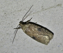 Agonopterix propinquella