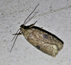 Agonopterix propinquella