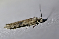 Agonopterix propinquella