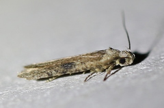 Agonopterix propinquella
