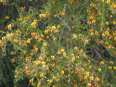 Bossiaea linophylla