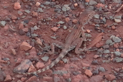 Ctenophorus caudicinctus