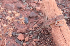 Ctenophorus caudicinctus
