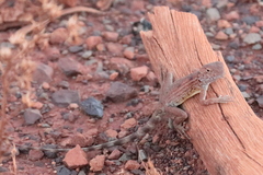 Ctenophorus caudicinctus