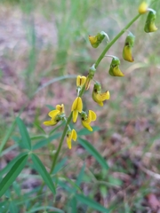Crotalaria lanceolata lanceolata