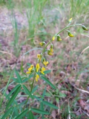 Crotalaria lanceolata lanceolata