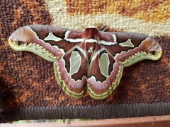 Rothschildia jacobaeae