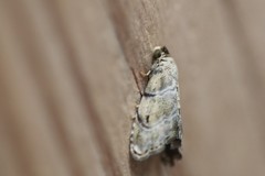 Abablemma bilineata
