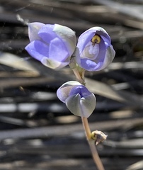 Thelymitra petrophila