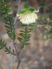 Pimelea lehmanniana