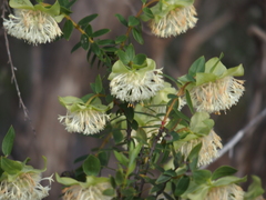 Pimelea lehmanniana