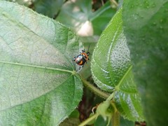 Eocanthecona concinna