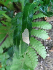 Idaea trisetata