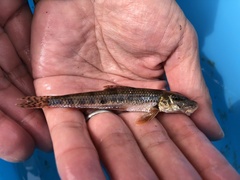 Pseudogobio esocinus