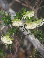 Pimelea lehmanniana