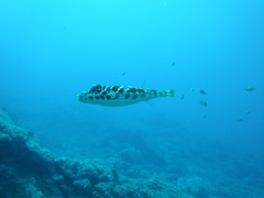 Sphoeroides marmoratus