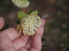 Pimelea lehmanniana