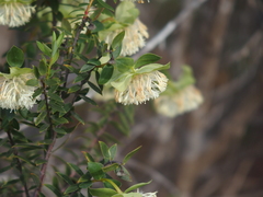 Pimelea lehmanniana