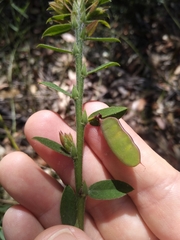 Bossiaea stephensonii