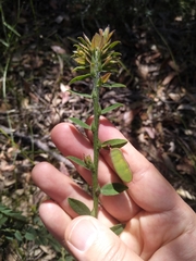 Bossiaea stephensonii