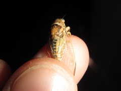 Myopsalta xerograsidia