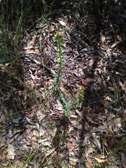 Bossiaea stephensonii