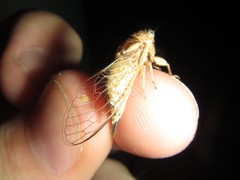 Myopsalta xerograsidia