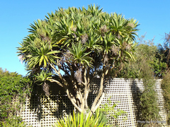 Cordyline obtecta