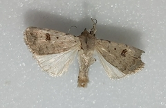 Caradrina kadenii