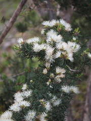 Melaleuca cuticularis