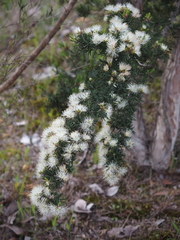 Melaleuca cuticularis