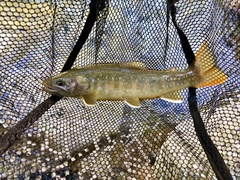 Salvelinus leucomaenis