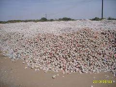 Phyllonotus erythrostomus