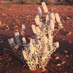 Ptilotus rotundifolius