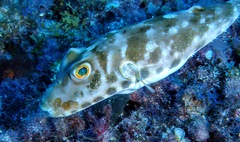 Sphoeroides marmoratus