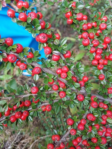 Cotonéaster horizontal 2