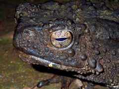 Phrynoidis juxtasper