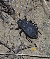 Stenomorpha opaca